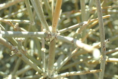 Ephedra nevadensis