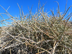 Ephedra nevadensis