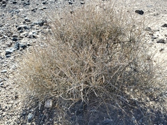 Ephedra nevadensis