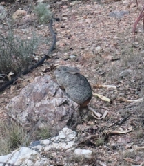 Pronolagus saundersiae