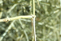 Ephedra nevadensis