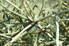 Ephedra nevadensis