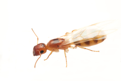 Colobopsis macrocephala