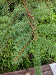 Pinaceae