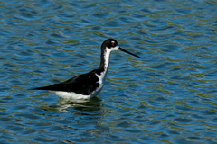 Himantopus mexicanus knudseni