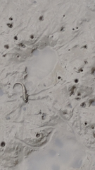 Periophthalmus modestus