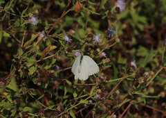 Ascia monuste monuste