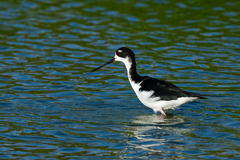 Himantopus mexicanus knudseni