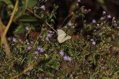 Ascia monuste monuste