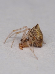 Cryptachaea meraukensis