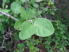Coccoloba humboldtii