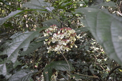 Clerodendrum schmidtii