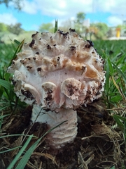 Saproamanita foetidissima