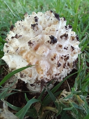 Saproamanita foetidissima