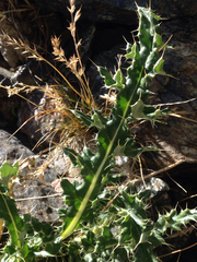Cirsium scopulorum