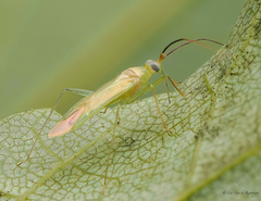 Orthotylinae