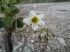 Oxalis alpina