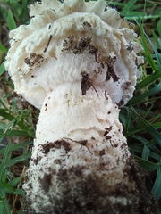 Saproamanita foetidissima