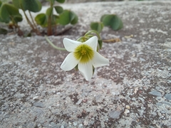 Oxalis alpina