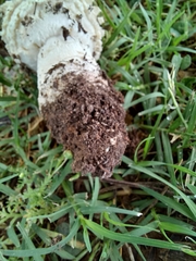 Saproamanita foetidissima