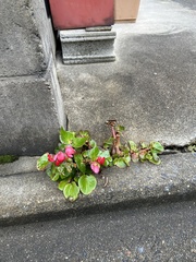 Begonia semperflorens-cultorum