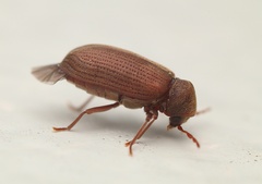 Anobium punctatum