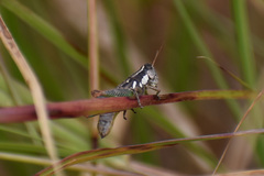 Phaedrotettix