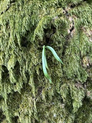 Lepisorus thunbergianus