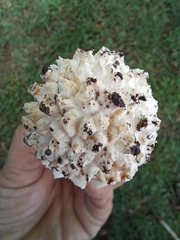 Saproamanita foetidissima