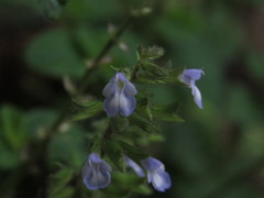 Salvia serotina