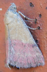 Phytometra viridaria