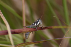 Phaedrotettix