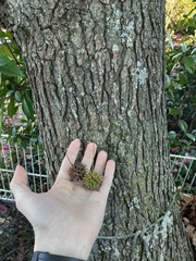 Liquidambar styraciflua