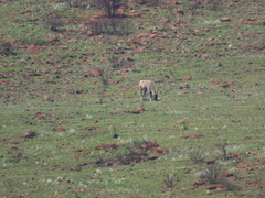 Tragelaphus oryx oryx
