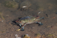 Callinectes arcuatus