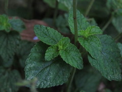 Salvia serotina