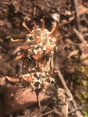 Trifolium glomeratum