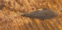 Lepidostomatidae