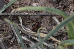 Lygaeus kalmii