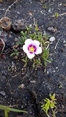 Oxalis pusilla