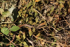 Masticophis bilineatus