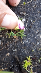 Oxalis pusilla