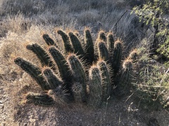 Echinocereus engelmannii fasciculatus