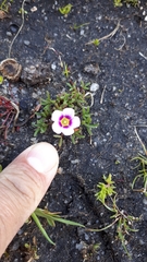 Oxalis pusilla