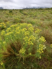 Senecio chrysocoma