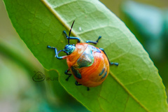 Poecilocoris latus