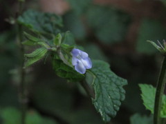Salvia serotina