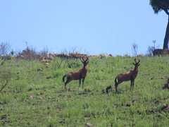 Alcelaphus buselaphus caama