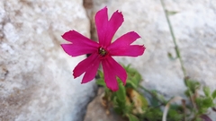 Silene ornata
