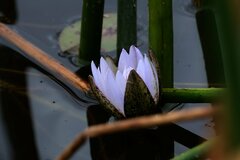 Nymphaea nouchali